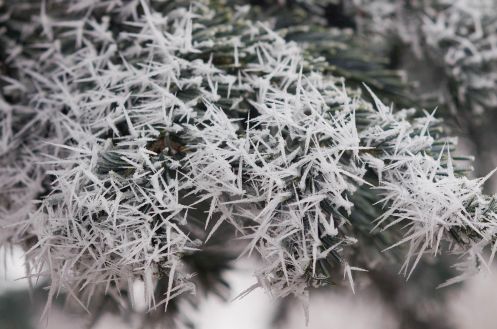 subalpine fir hf.jpg